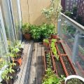 Fun Plants To Grow On Your Balcony With Kids