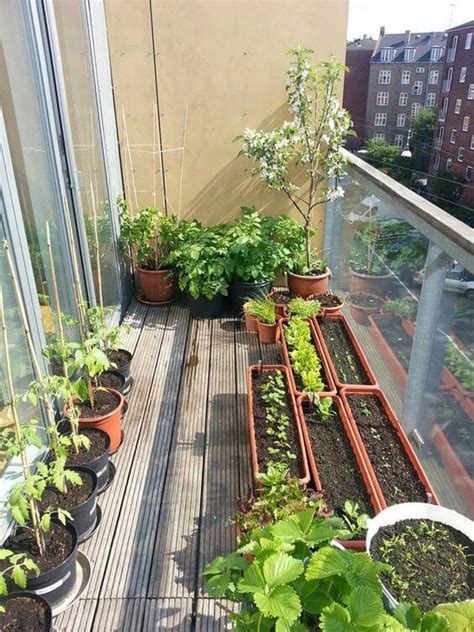 Fun Plants To Grow On Your Balcony With Kids