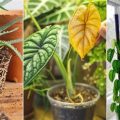 Gardening Myths Debunked For Balcony Planters