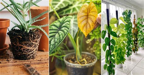 Gardening Myths Debunked For Balcony Planters