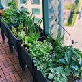 Grow Exotic Herbs Right On Your Balcony