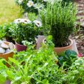 Grow Your Own Spice Garden On Your Balcony