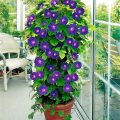 Growing Climbing Plants On Your Balcony