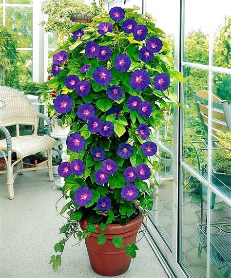 Growing Climbing Plants On Your Balcony