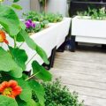 Growing Edible Flowers On Your Balcony