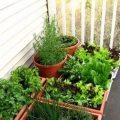 Growing Herbs on Your Balcony: A Beginner’s Guide