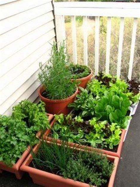 Growing Herbs on Your Balcony: A Beginner’s Guide