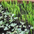 Growing Microgreens On Your Balcony