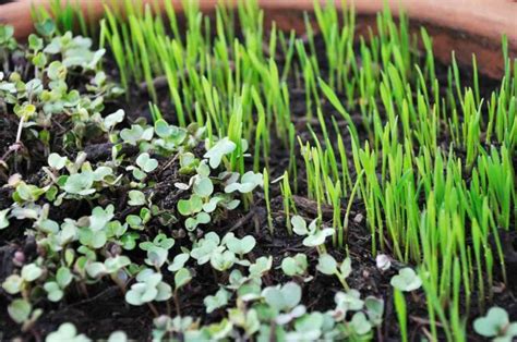 Growing Microgreens On Your Balcony