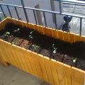 Growing Organic Vegetables On Your Balcony