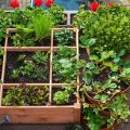 Growing Plants On Your Balcony: Tips For Every Season