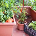 Growing Vegetables in Containers on Your Balcony