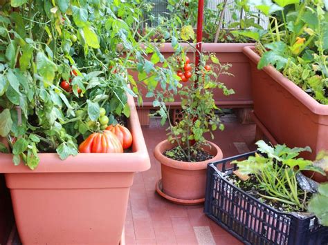 Growing Vegetables in Containers on Your Balcony