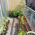 Growing Vegetables on Your Balcony