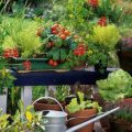 Growing Vegetables On Your Balcony: A Complete Guide