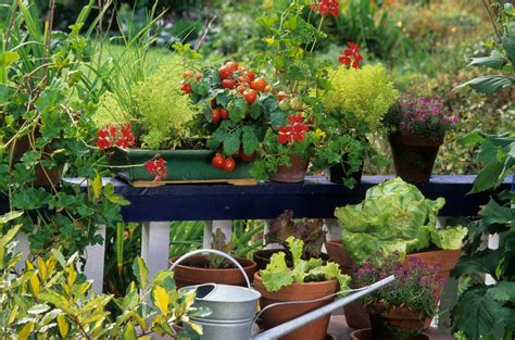 Growing Vegetables On Your Balcony: A Complete Guide