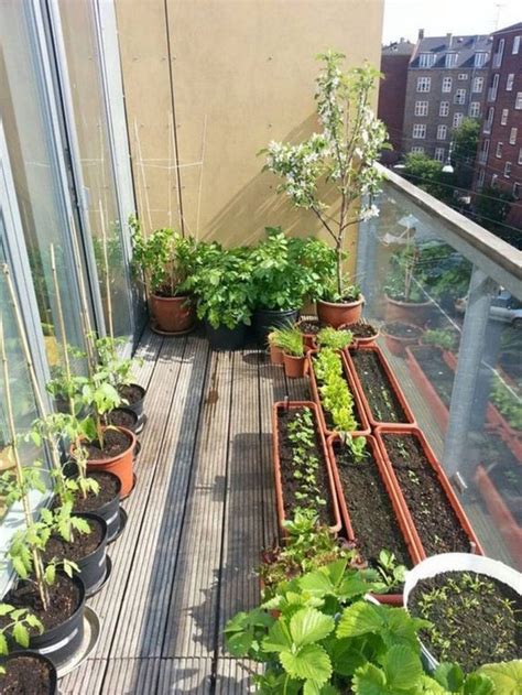 Growing Vegetables on Your Balcony