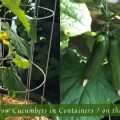 Growing cucumbers successfully on a balcony