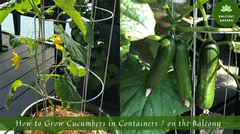 Growing cucumbers successfully on a balcony