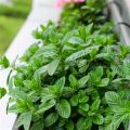 Herbs To Grow On Your Balcony This Summer