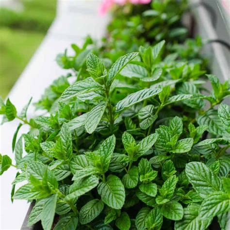 Herbs to Grow on Your Balcony This Summer