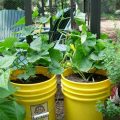 How big should a pot be for balcony cucumbers?