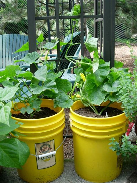 How big should a pot be for balcony cucumbers?