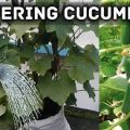 How much to water cucumbers on a balcony?