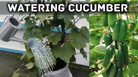 How much to water cucumbers on a balcony?