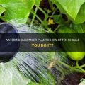 How Often Should You Water Cucumbers On A Balcony?