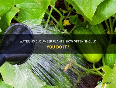 How often should you water cucumbers on a balcony?