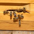 How To Attract Bees To Your Balcony Garden