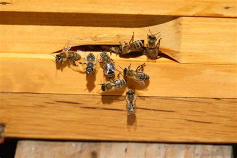 How To Attract Bees To Your Balcony Garden