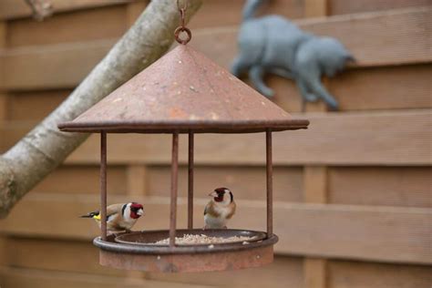 How To Attract Birds And Butterflies To Your Balcony