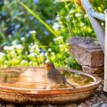 How To Attract Birds To Your Balcony Garden