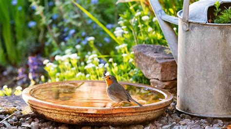 How To Attract Birds To Your Balcony Garden