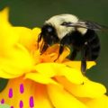 How To Attract Pollinators To Your Balcony Garden