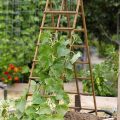 How To Build A Simple Trellis For Climbing Plants