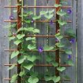 How To Build A Simple Trellis For Climbing Plants On Your Balcony