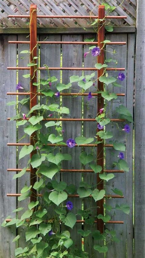 How To Build A Simple Trellis For Climbing Plants On Your Balcony