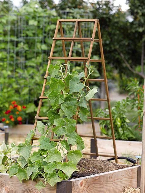 How To Build A Simple Trellis For Climbing Plants