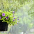 How to Care for Balcony Plants During Rainy Days