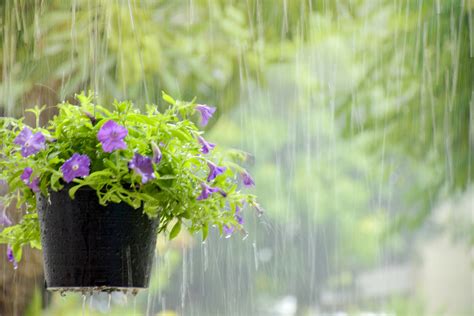 How to Care for Balcony Plants During Rainy Days