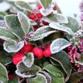 How To Care For Balcony Plants During Winter