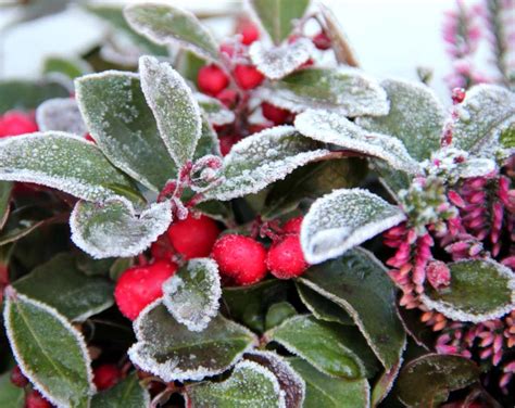 How To Care For Balcony Plants During Winter