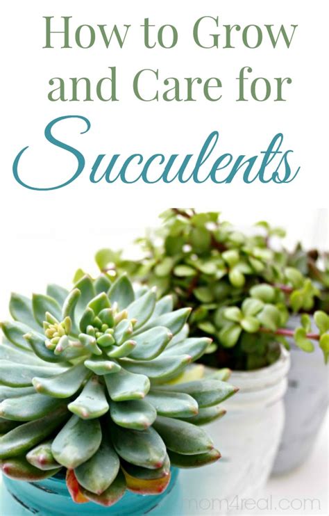 How To Care For Succulents On Your Balcony