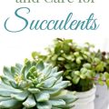 How To Care For Succulents On Your Balcony