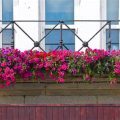 How To Choose Balcony Plants For Sun And Shade