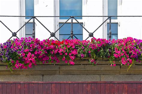 How To Choose Balcony Plants For Sun And Shade