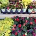 How To Choose Colorful Annuals For Your Balcony